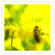 ��E���i�E�G�{�T���v��
